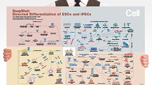 Directed Differentiation of Pluripotent Stem Cells