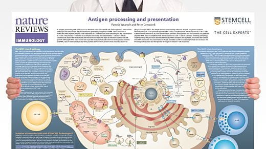 Antigen Processing and Presentation