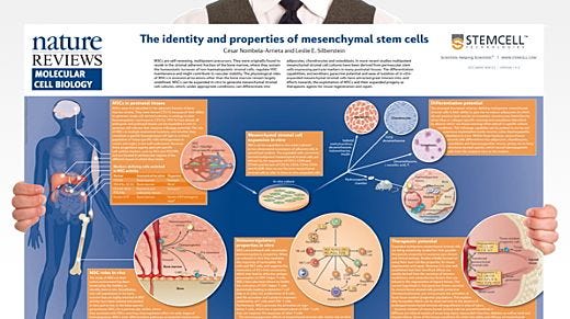 The Identity and Properties of Mesenchymal Stem Cells