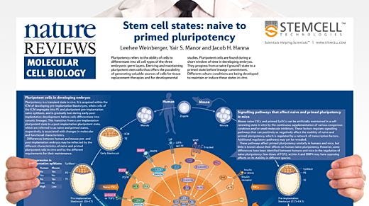 Stem Cell States: Naive to Primed Pluripotency