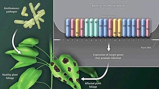 Genome Editing From Modeling Disease to Novel Therapeutics