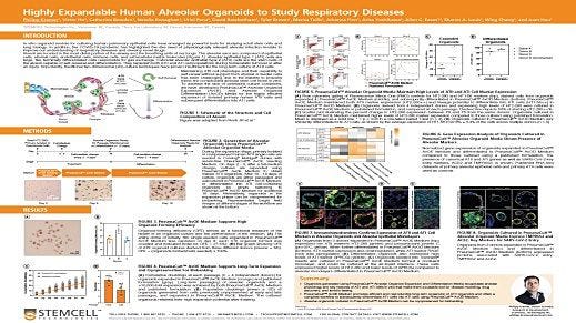 Highly Expandable Human Alveolar Organoids to Study Respiratory Diseases