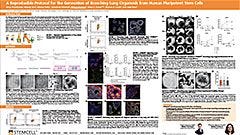 A Reproducible Protocol for the Generation of Branching Lung Organoids From Human Pluripotent Stem Cells