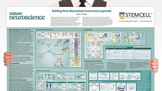 Building Three-Dimensional Human Brain Organoids