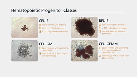 Colony Enumeration and Identification for Custom Hematopoietic Training Courses