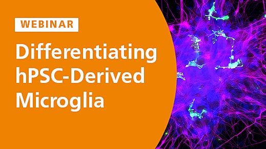 Differentiating and Characterizing hPSC-Derived Microglia