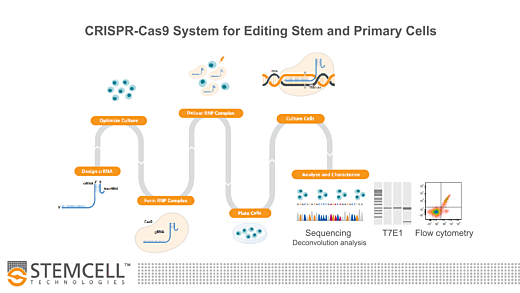 Optimized Workflows for High-Efficiency Genome Editing in Stem and Primary Cell Types