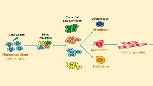 Highly Efficient Single-Cell Human Pluripotent Stem Cell Cloning and Robust Cardiomyocyte Differentiation