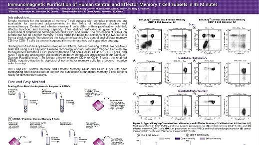 Immunomagnetic Purification of Human Central and Effector Memory T Cell Subsets in 45 Minutes