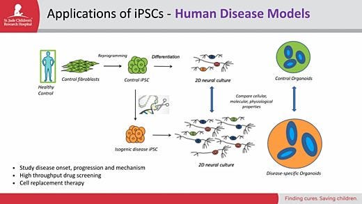 iPSCs As Models, Part 2: Modeling the Human Brain with Organoids