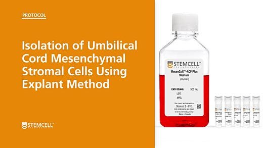 Isolation of Umbilical Cord Mesenchymal Stromal Cells Using Explant Method