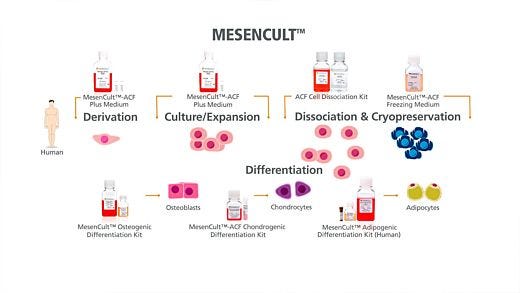 MesenCult™ for Mesenchymal Stem and Progenitor Cell Isolation, Culture & Differentiation