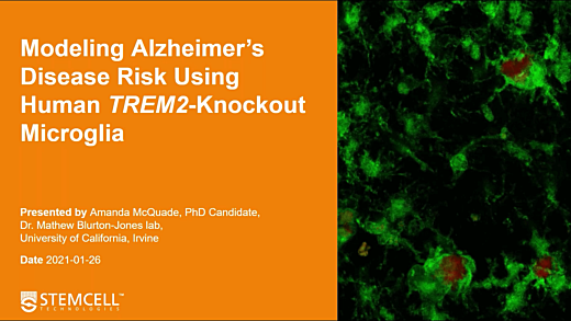 Modeling Alzheimer's risk using human TREM2-knockout microglia