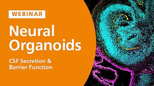 Modeling Brain Barrier Permeability and CSF Secretion with Choroid Plexus Organoids