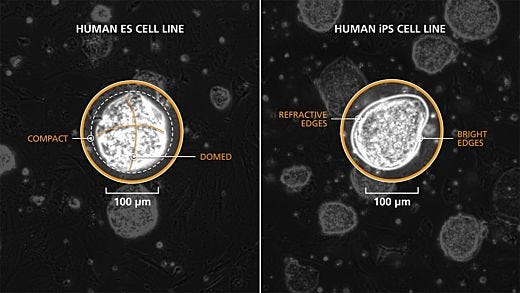 Passaging Naive PSC Colonies Derived and Maintained in RSeT™