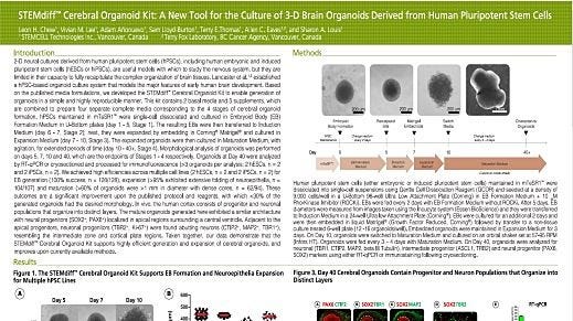 STEMdiff Cerebral Organoid Kit: A New Tool for the Culture of 3D Brain Organoids Derived from Human Pluripotent Stem Cells