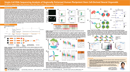 Single-Cell RNA Sequencing Analysis of Regionally Patterned Human Pluripotent Stem Cell-Derived Neural Organoids