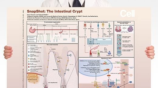 SnapShot: The Intestinal Crypt