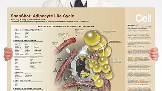 SnapShot: Adipocyte Life Cycle