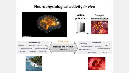 BrainPhys™ Medium Supports the Physiological Activity of Neuronal Tissue in vitro