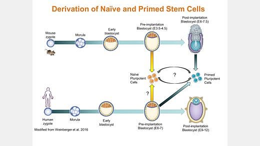 Human Naïve-Like Pluripotent Stem Cell Generation and Maintenance