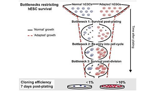 Genetic Stability of Human Pluripotent Stem Cells