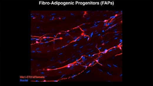 The Secret In Vivo Life of "Mesenchymal Stem Cells"