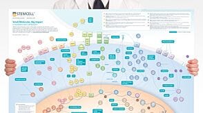 Small Molecules, Big Impact in Pluripotent Stem Cell Research