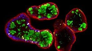 Human Intestinal Organoid Course