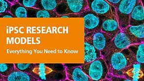 Induced Pluripotent Stem Cells as Accessible and Standard Research Models