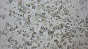 Mouse Hematopoietic CFU Assay Course