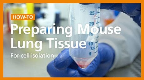 Dissociation of Mouse Lung Tissue into a Single-Cell Suspension