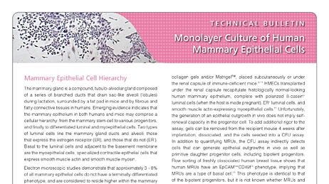 Monolayer Culture of Human Mammary Epithelial Cells