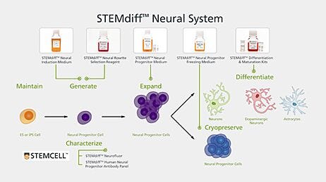 STEMdiffâ„¢ Neural System for hPSC Based Neurological Modeling