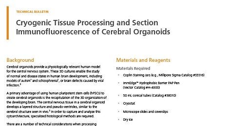 Cryogenic Tissue Processing and Section Immunofluorescence of Cerebral Organoids
