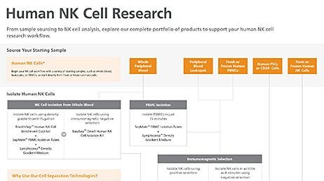 Human NK Cell Product Workflow
