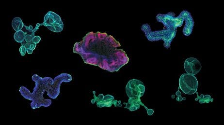 Organoid Information Hub