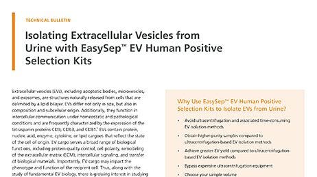 Isolating Extracellular Vesicles from Urine with EasySep™ EV Human Positive Selection Kits