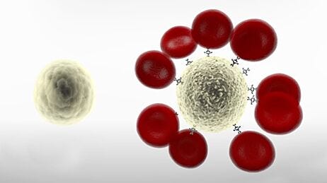 RosetteSep™ Immunodensity Cell Isolation Starting Guide: Tips & Tricks