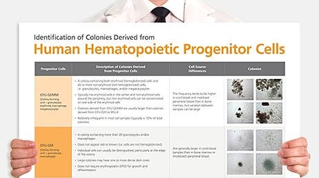 Identification of Colonies Derived from Human Hematopoietic Progenitors
