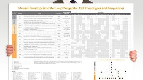 Mouse Hematopoietic Stem and Progenitor Cell Phenotyping