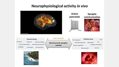 BrainPhys™ Medium Supports the Physiological Activity of Neuronal Tissue in vitro