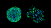 Drug Screening and Phenotypic Analysis in a Microwell-based 3D Cell Culture System