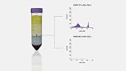 Combine SepMate with RosetteSep for One-Step Cell Isolation