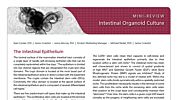 Intestinal Organoid Culture