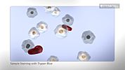 How to Perform Cell Counts with a Hemocytometer