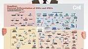 Directed Differentiation of Pluripotent Stem Cells