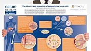 The Identity and Properties of Mesenchymal Stem Cells