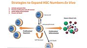 New Tools for the Ex Vivo Expansion of Human Hematopoietic Stem and Progenitor Cells