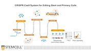 Optimized Workflows for High-Efficiency Genome Editing in Stem and Primary Cell Types